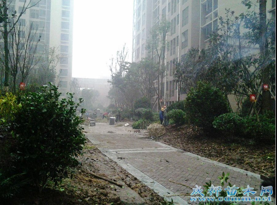  重庆小区绿化工程（一） 