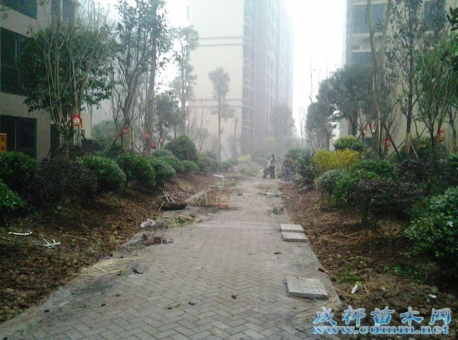  重庆小区绿化工程（二） 