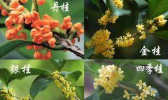  四川桂花 金桂 丹桂 朱砂 