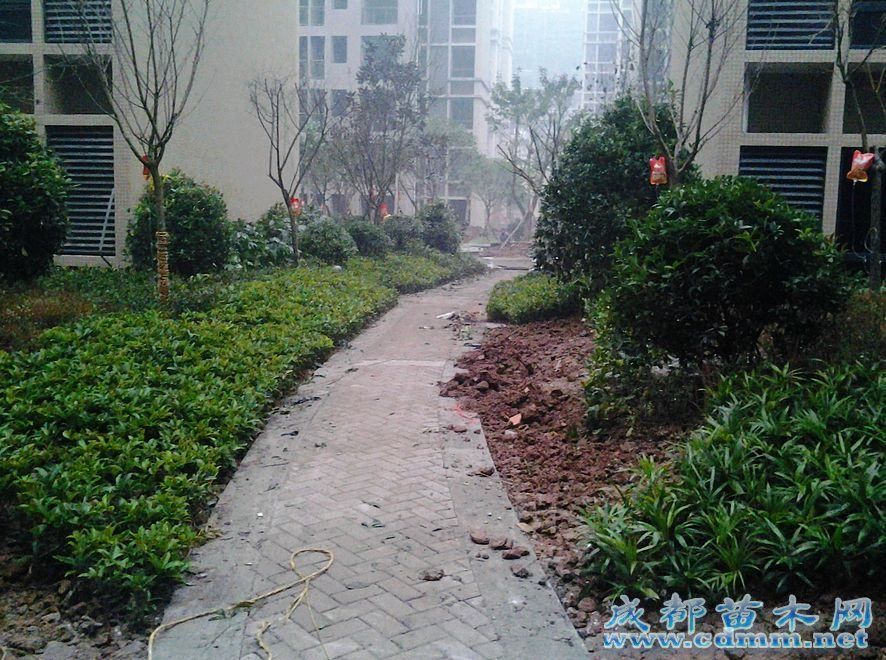  重庆小区绿化工程（三） 