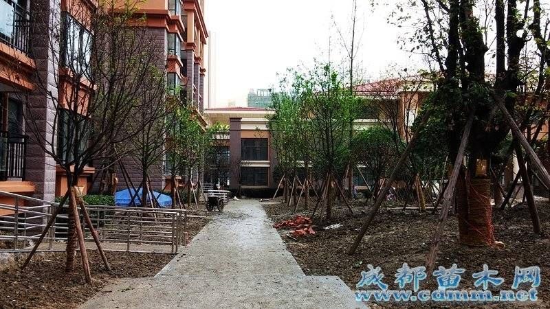 成都彭州置信小区绿化工程（四）