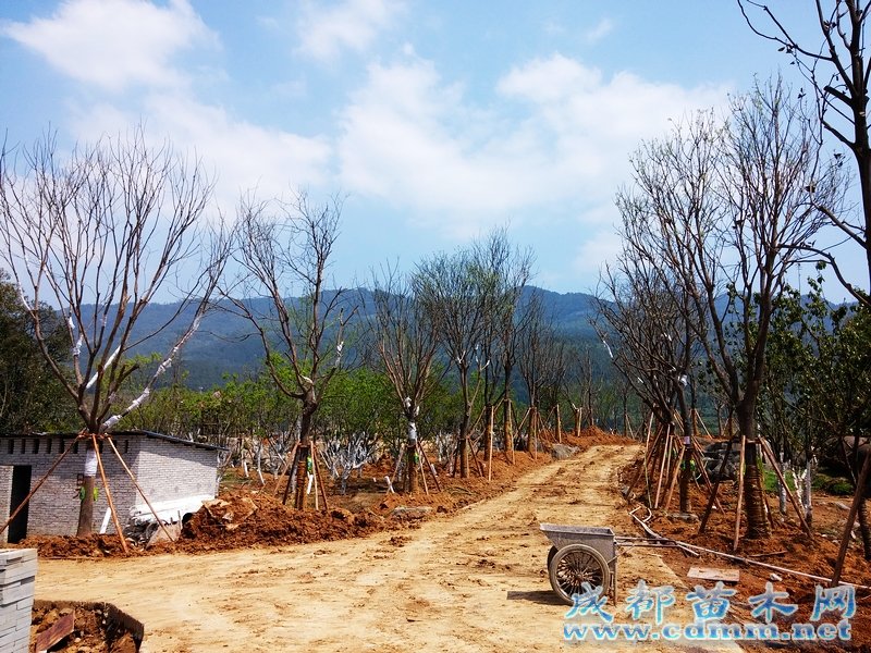 重庆公园绿化工程（二）,成都苗木网