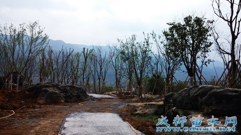 重庆公园绿化工程（四）,成都苗木网