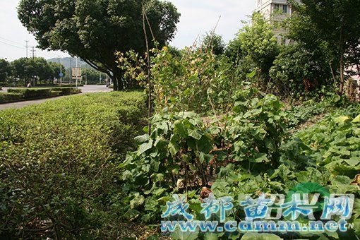 绍兴永胜新村百米绿化带被开垦成“私家菜园”