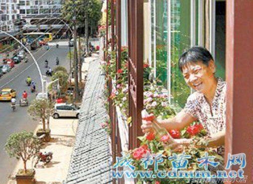 赣州文清路沿街“绿色家园”花卉托养 市民争相,成都苗木网