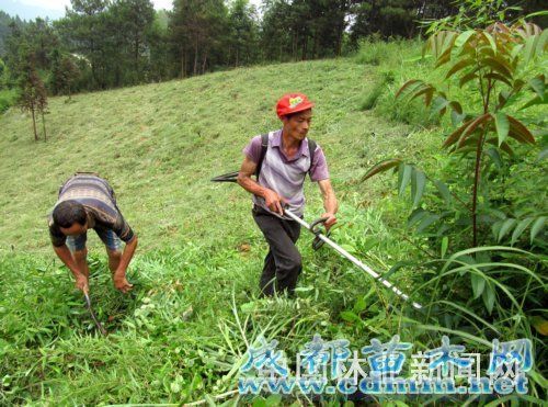 湖南：新宁县造林抚育正当时 人工抚育全面展开
