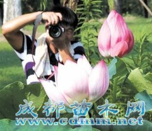 顾村公园消夏赏荷