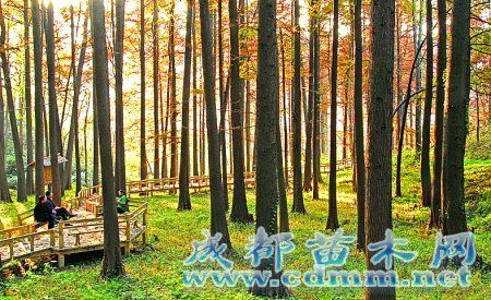 林中氧吧