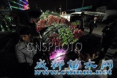 云南:亚洲花都斗南镇因鲜花交易昼夜颠倒,成都苗木网
